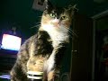 my cat is insane for valerian root my cat is insane for valerian root