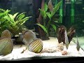 Wild Discus