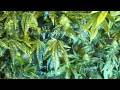 Week 4 : 12/12- Casey Jones, Sour Grape - Vertical Scrog