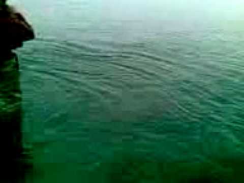 See video