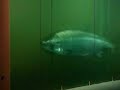 bonneville fish counter viewing window