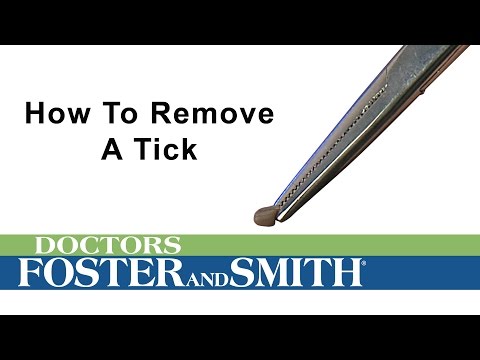 video-linktoworks-How to Remove a Tick From a Dog