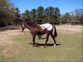 Applause for Zeus - Knabstrupper gelding