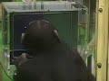 asombroso chimpance increible impresionante amazing!!!!
