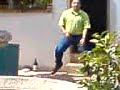el baile del changoleon