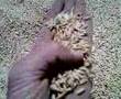 Laverda M120 2007 Harvesting in Turkey....(P1)