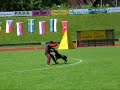 Работа доберманов в разделе 