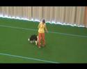 Falcor Dog-Dancing Langenwang Falcor Dog-Dancing Langenwang