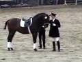 Dressage High School - www.dressage-connection.com