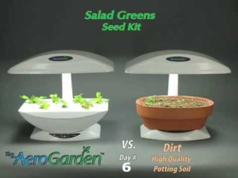 how to harvest dill aerogarden