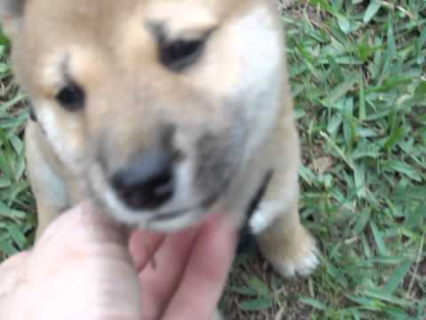 Togo playing in the grass