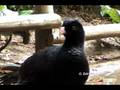 Crestless Curassow, Paujil Culicastaño (Mitu tomentosum)