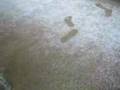 April Snowfall in CenTx
