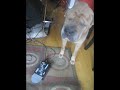 MIno the Shar Pei plays Theremin MIno the Shar Pei plays Theremin
