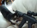 My Sigarms 556 ASSAULT RIFLE