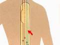How-the-Body-Works-S