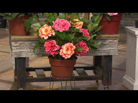 how to fertilize begonias