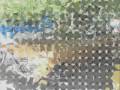 videos de carros