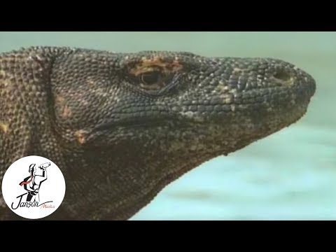 komodo dragon