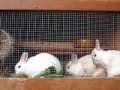 Widescreen Rabbits