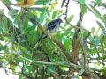 Aves de Puerto Rico (Zorzal de patas coloradas)