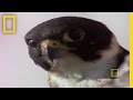 Falcon Mid-Air Attack