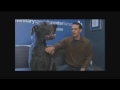 Grösster Hund der Welt d.Dogge u.Bodyguard Great Dane Germany