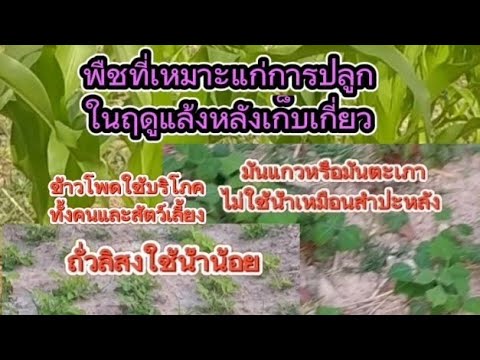 ปลูกพืชฤดูแล้ง ใช้น้ำน้อย