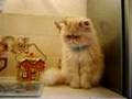 "babe" proud father of the kittens - YouTube