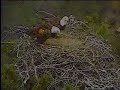 Bald Eagle Pair Bonding
