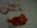 dog dog