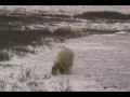 Large male polar bear charges mom and cubs, Natural habitat adventures