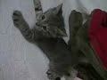 Cute Kitten