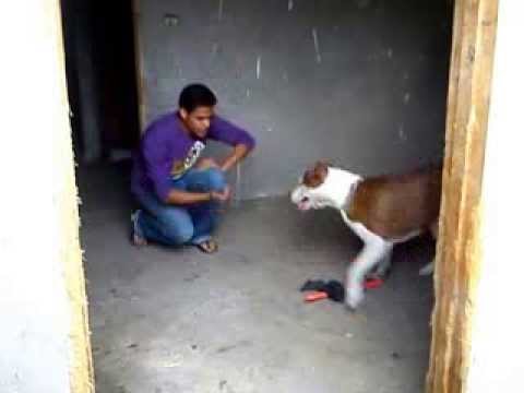 تدريب كلاب ( dog training ) بالإشاره .