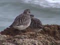 Albufeira, Algarve (Portugal)