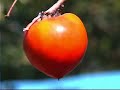 Persimmons
