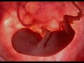 Desenvolvimento fetal