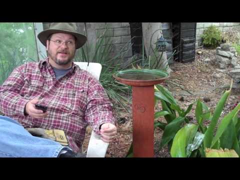 how to transplant cast iron plant