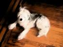 My Dawg Loki xD