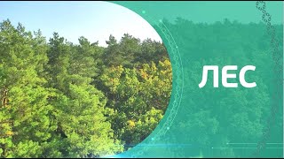 Сокровища земли Гомельской. Лес