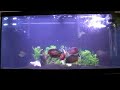 Piranha feeding