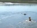 Dog swim 2