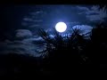Searching for turtle in the moon light