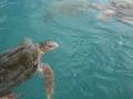 videos de Tartaruga marinha no mar do Caribe- Curação