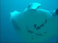 Mantas Circling At Feeding Station Maldives