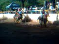 toros en el pujio