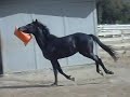 bombay and his cone
