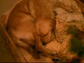 Labrador zanna giving Birth Labrador zanna giving Birth