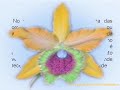 orquideas