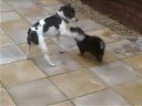 Baby Akorah our lovely rotty akita cross at 6 weeks old playing with bailey our JRT